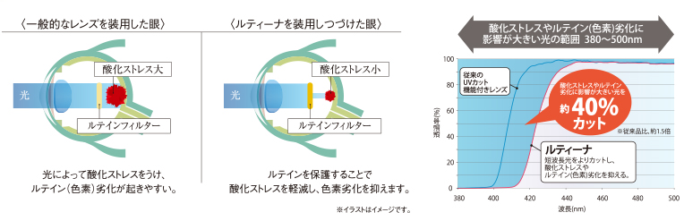 ルティーナは、酸化ストレスやルテイン劣化に影響が大きい光を約40%カット。